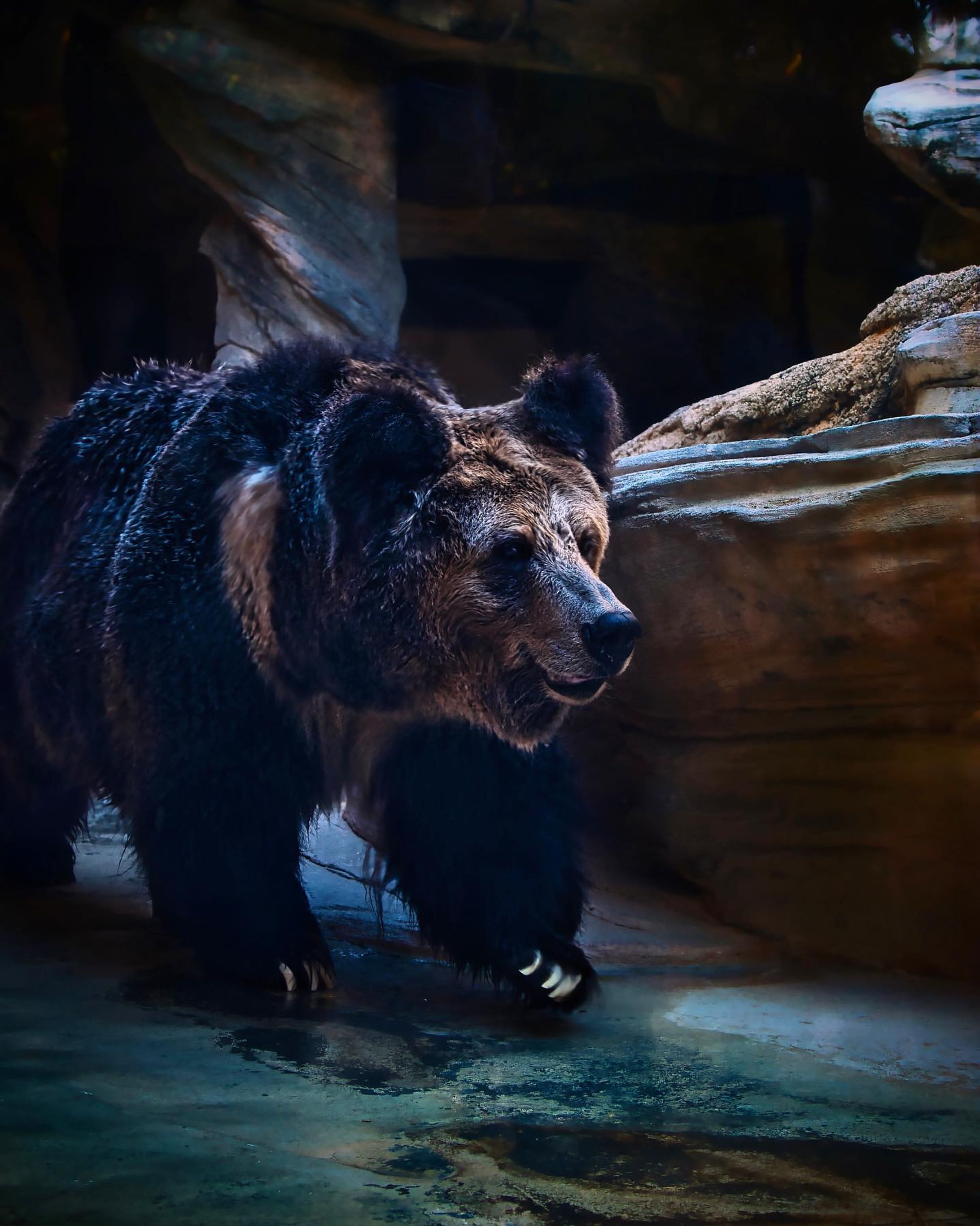 #王子動物園 
・
・
・
LOCATION：王子動物園
CAMERA ：SONY a7Ⅳ
LENS：TAMRON E50-400 F4.5-6.3 A067
FE：95mm
ISO：250
F値：F5
SS：1/125

撮影のご依頼はお気軽にDMで😊

#takumapictures 
#タクマピクチャーズ 
#写真好きな人と繋がりたい 
#カメラ好きな人と繋がりたい 
#アニメのワンシーンのように 
#カメラ男子 
#カメラ女子 
#写真で伝えたい私の世界 
#ファインダー越しの私の世界 
#ファインダー越しの世界 

#japan #japantravel #japantrip #japanlife #japanphoto #japanstyle #japan_grate_view #japantravelphoto #japan_daytime_view-1