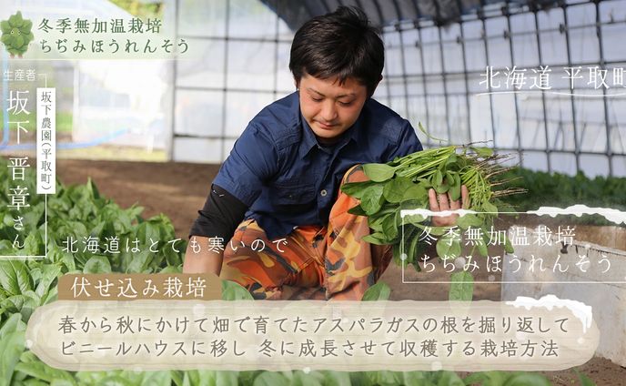 北の新顔冬野菜 番組