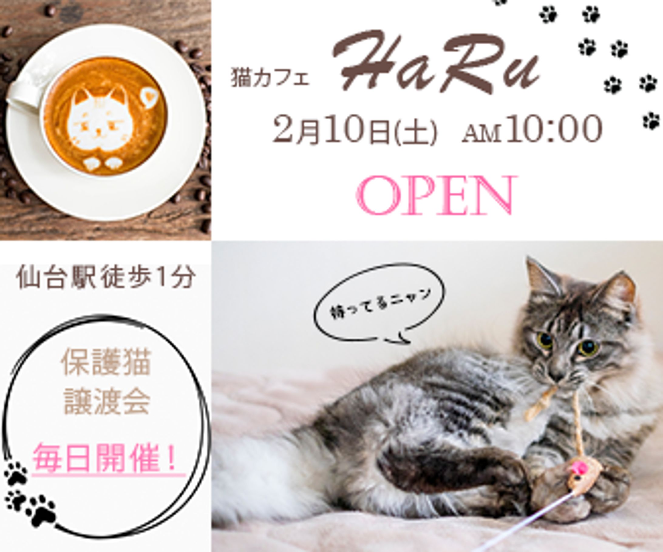 猫カフェ　-1