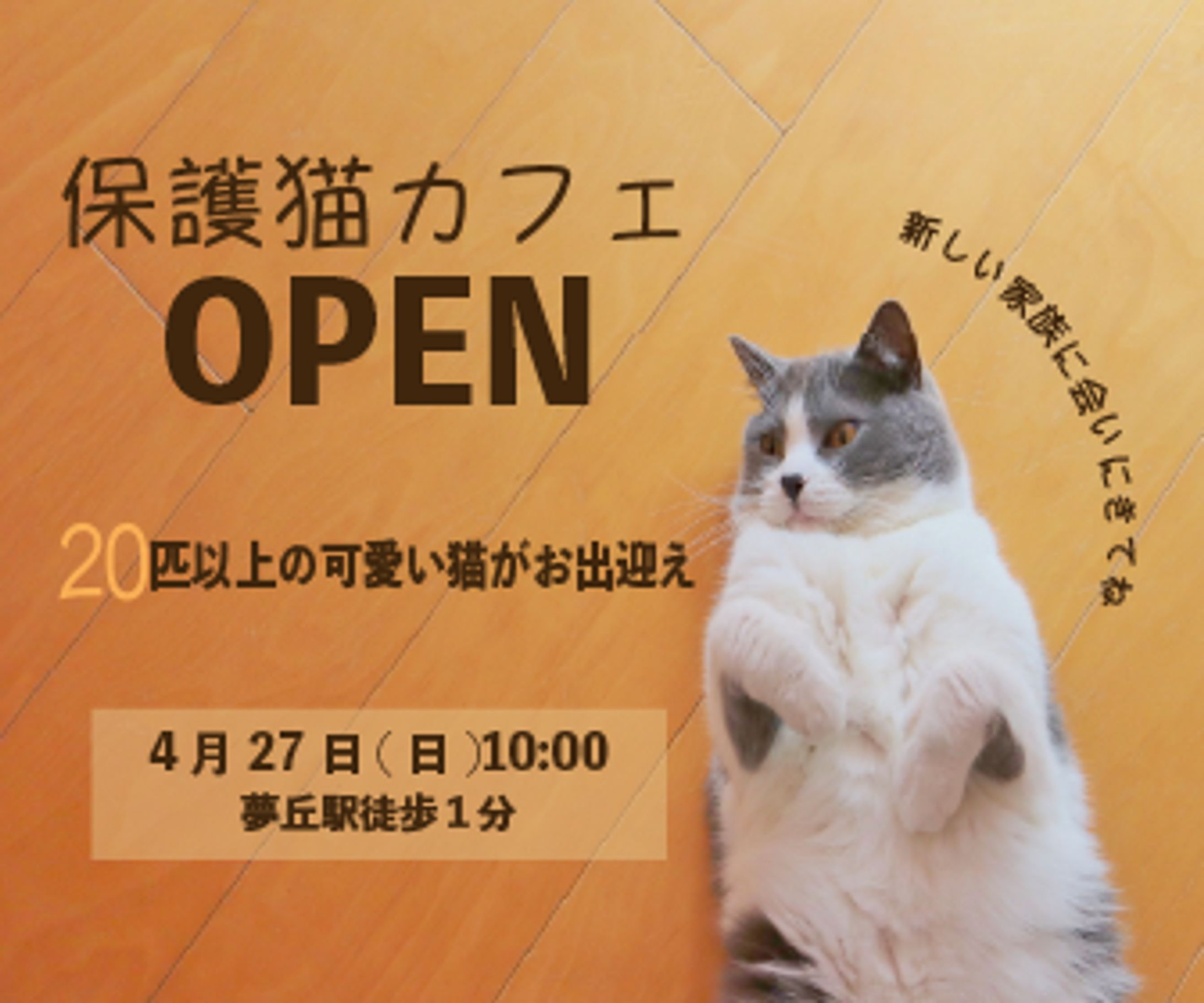 保護猫カフェ-1