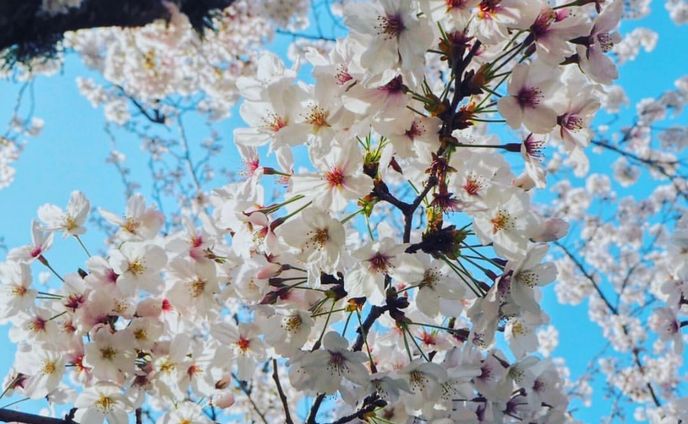 福岡舞鶴公園(一眼レフにて撮影)