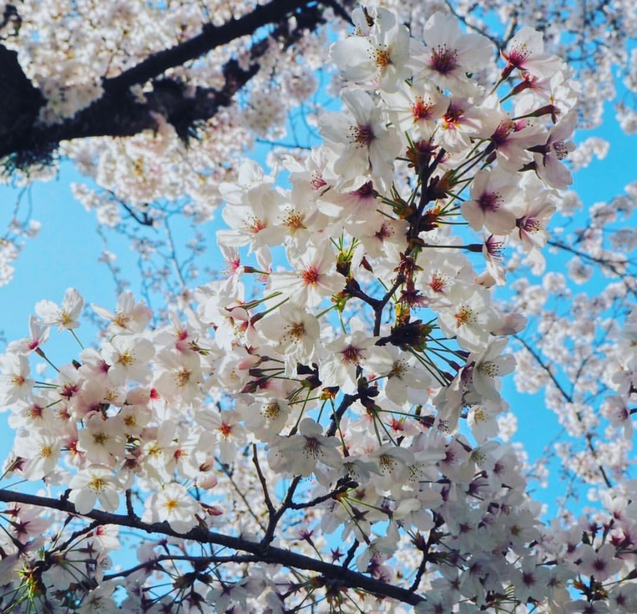 福岡舞鶴公園(一眼レフにて撮影)-1