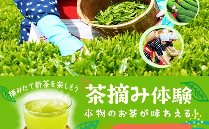 バナー：茶摘み体験