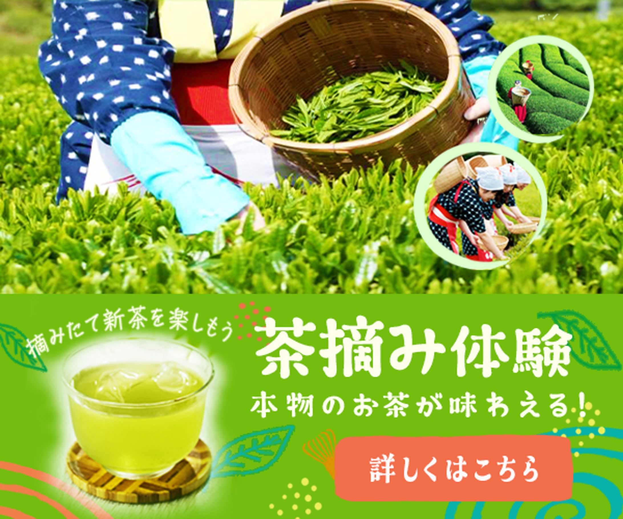 バナー：茶摘み体験-1