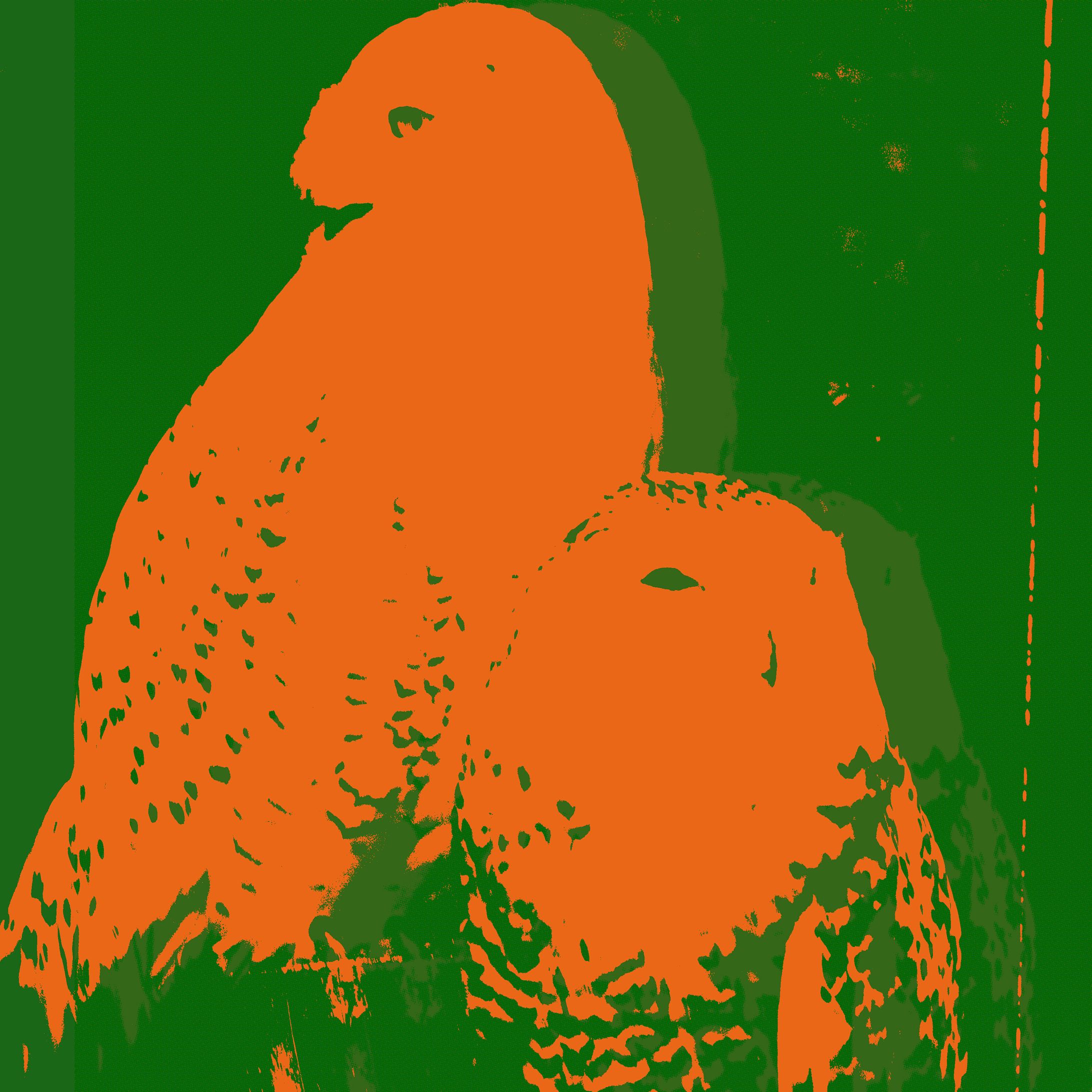 Owl orange-1