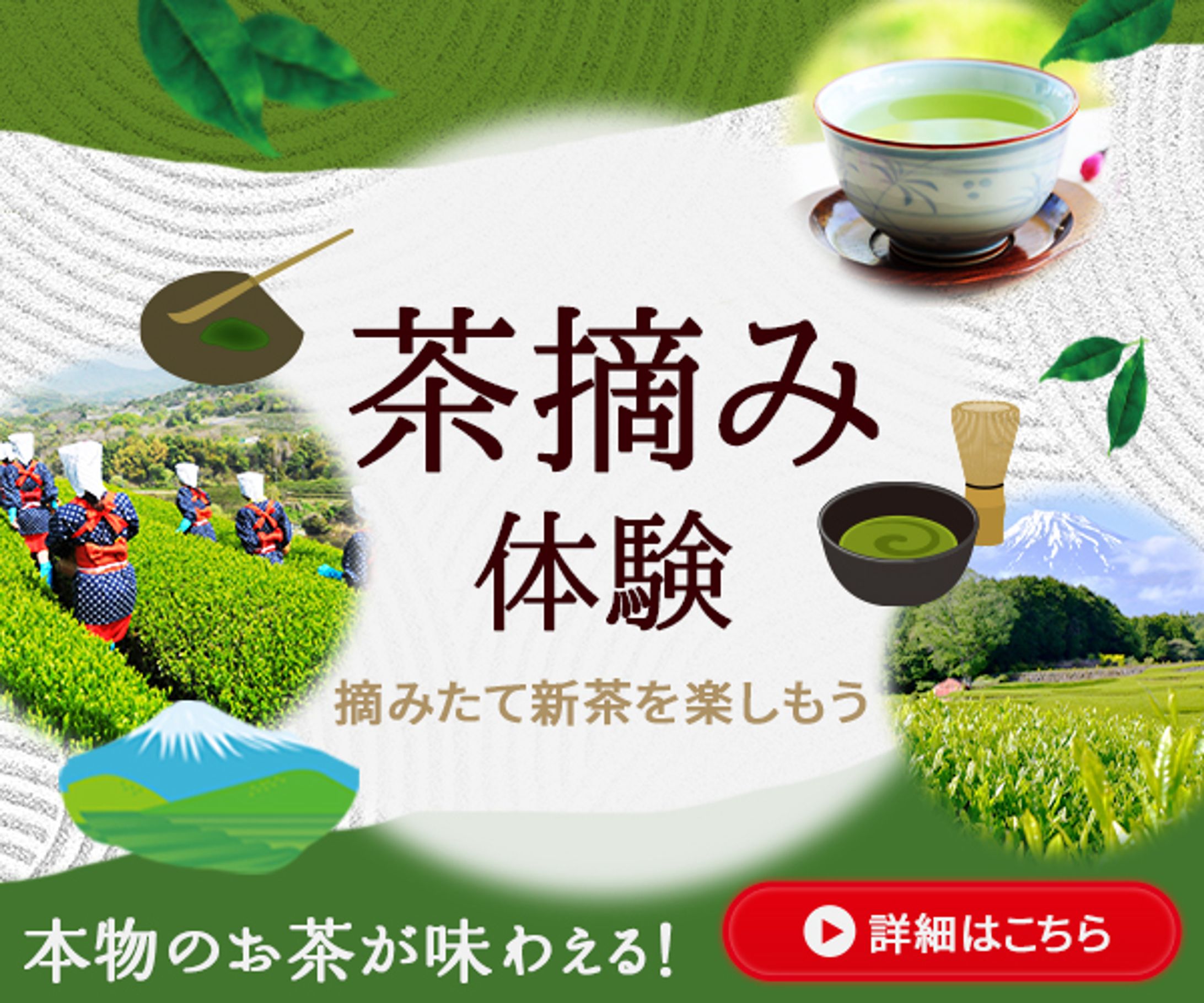 バナー制作:茶摘み体験-1