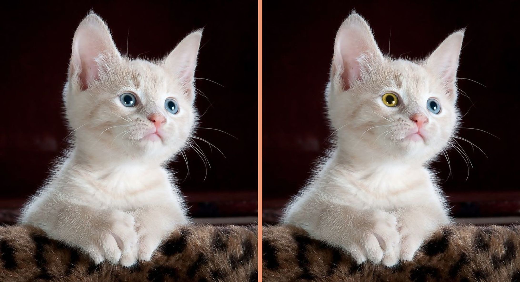 瞳の色を変更。オッドアイに加工-1