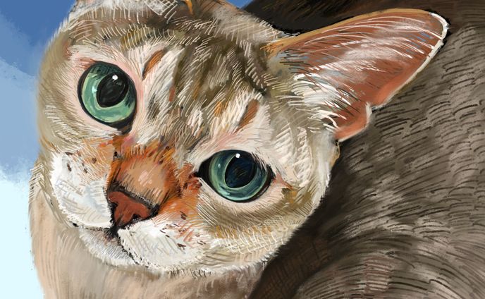 シンガプーラちゃん#イラストレーション #イラスト #illustration #ilovemycat #ねこすたぐらむ #catillustration  #catart  #絵画 #artlover  #ねこ好きさんと繋がりたい #にゃんこ部  #おしゃれさんと繋がりたい  #猫好きな人と繋がりたい  #にゃんすたぐらむ  #ねこのいる幸せ  #インテリアアート #猫のいる暮らし #procreate #シンガプーラ #Singapura #イラストオーダー #イラスト依頼 #オーダー #有償依頼 #似顔絵オーダー #似顔絵イラスト  #ペット似顔絵 #うちのこ