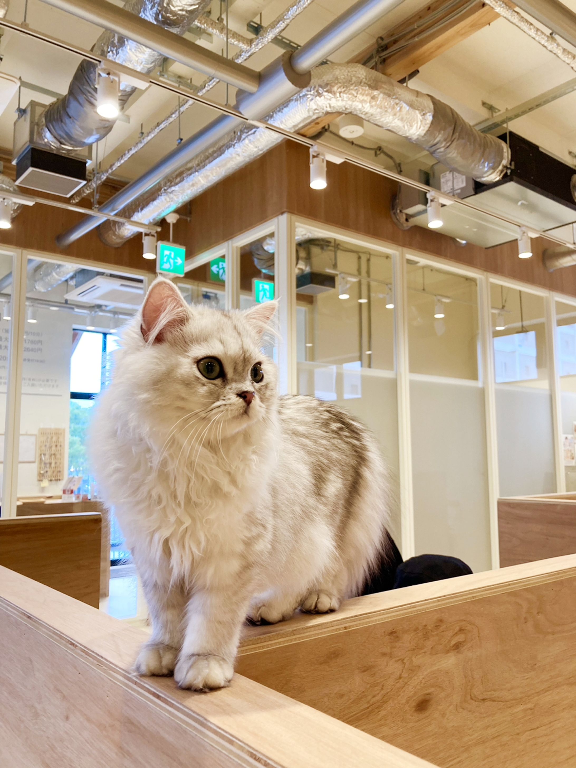 猫の沼-1