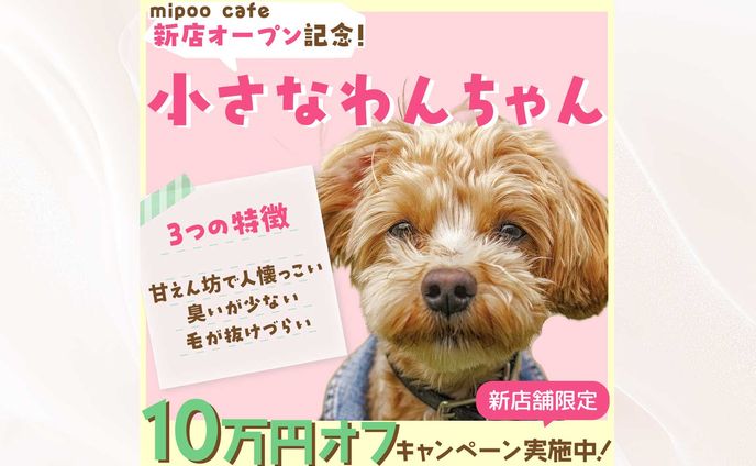 バナー：動物カフェ