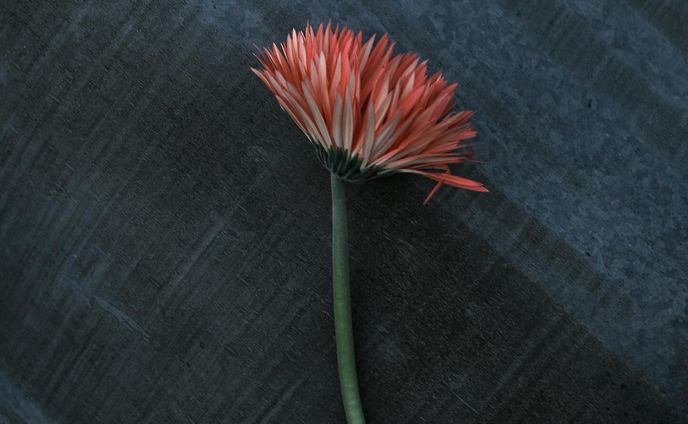 Gerbera / African daisy

Antique blue color and flowers.

・・・

ビビットなピンクオレンジのガーベラ。

思わず買ってしまったけど、他の花々との相性が悪くて作品撮りに回した。すると、トタンのゴミの色と相性がとても良いことを発見。思わずたくさんのシャッターを押してしまいました。

#gerber #gerbera #africandaisy #ガーベラ #ガーベラ好き