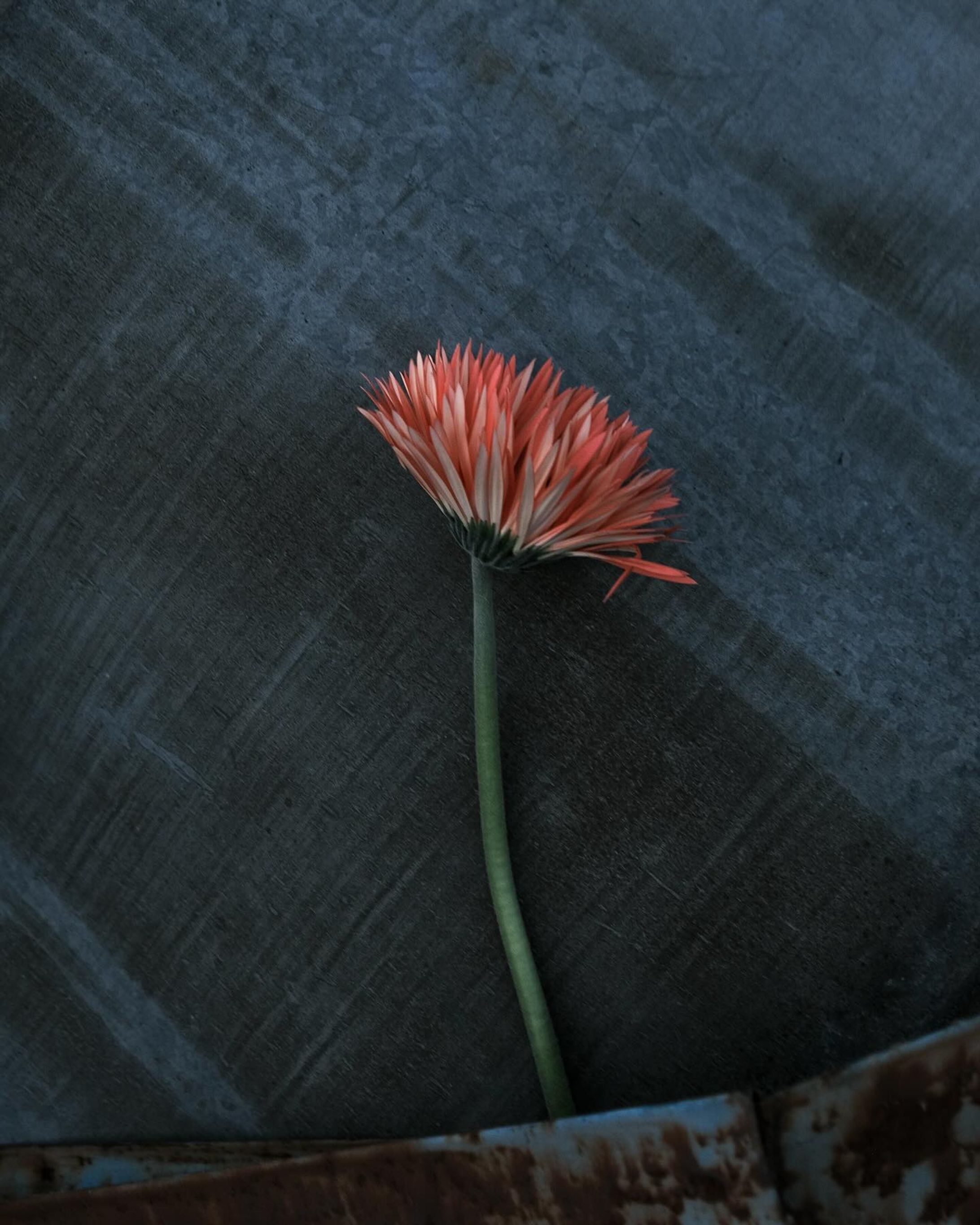 Gerbera / African daisy

Antique blue color and flowers.

・・・

ビビットなピンクオレンジのガーベラ。

思わず買ってしまったけど、他の花々との相性が悪くて作品撮りに回した。すると、トタンのゴミの色と相性がとても良いことを発見。思わずたくさんのシャッターを押してしまいました。

#gerber #gerbera #africandaisy #ガーベラ #ガーベラ好き-1