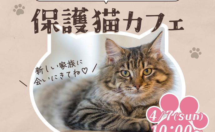 banner - 保護猫カフェ