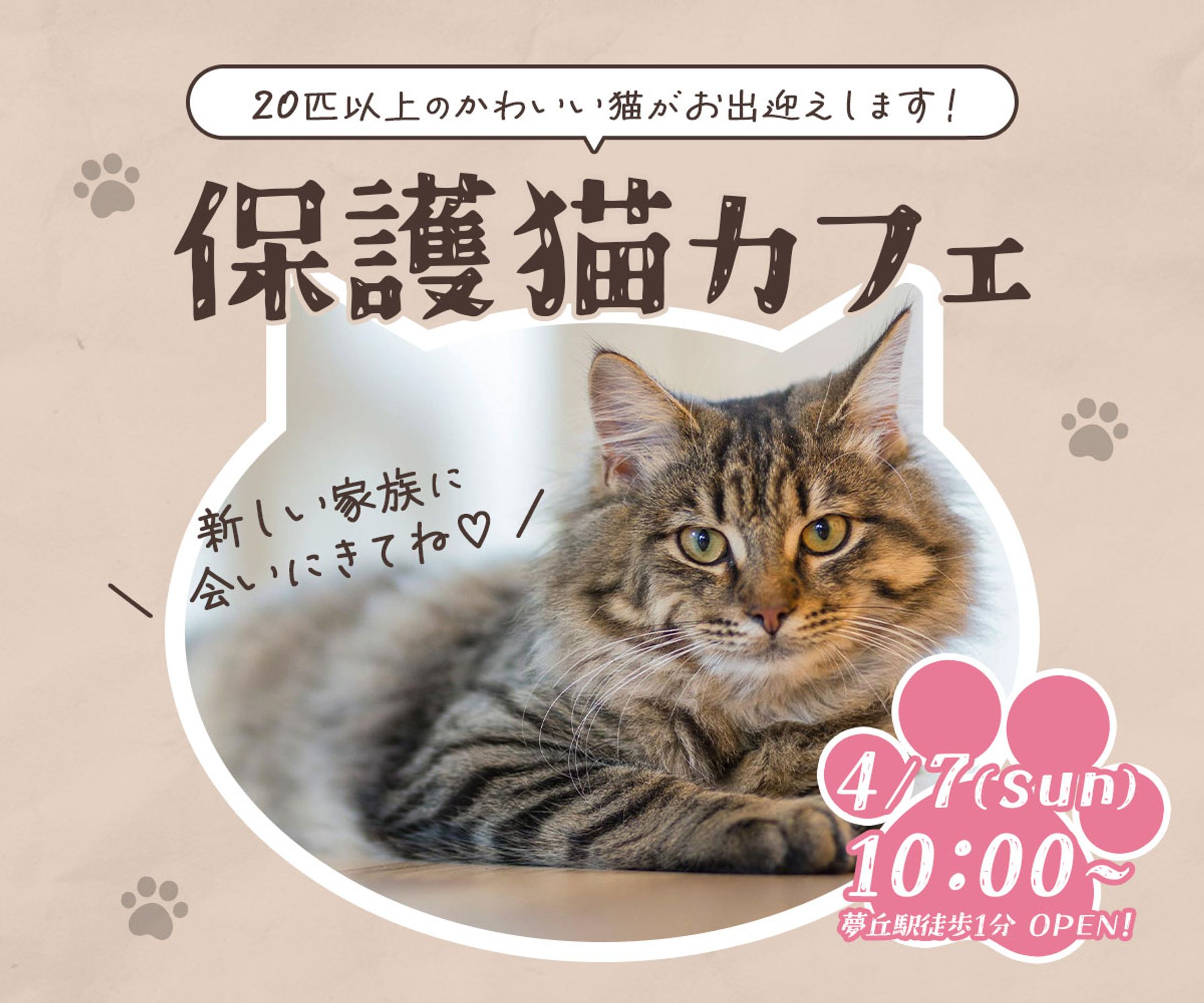 banner - 保護猫カフェ-1