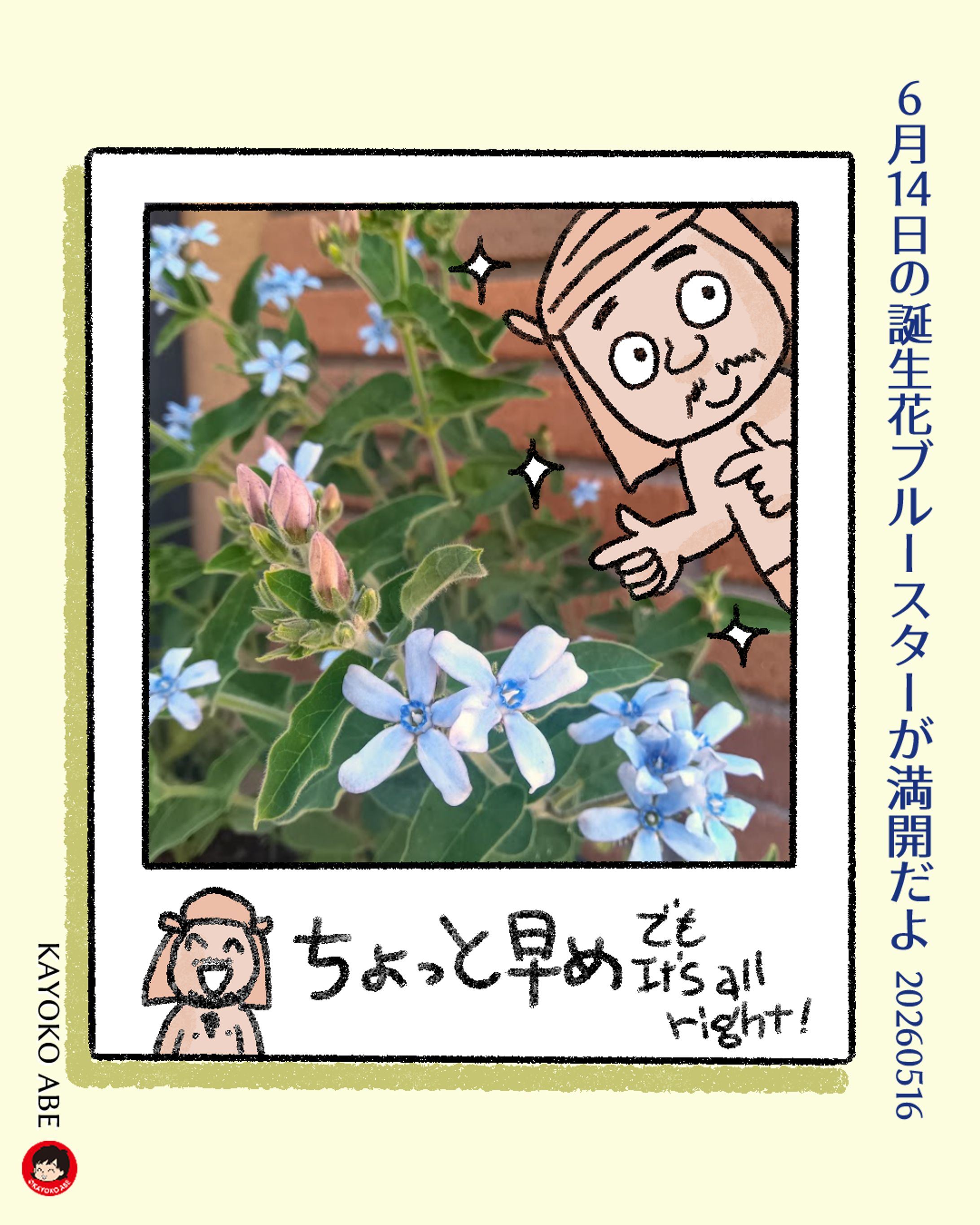 20260516ブルースター開花 -1