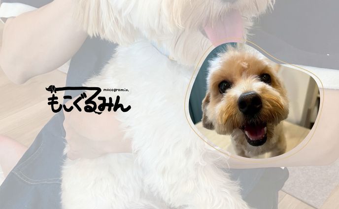 もこぐるみん HP