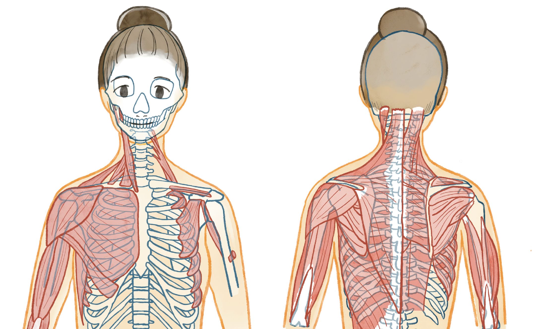 エステスクールテキスト用解剖図-1