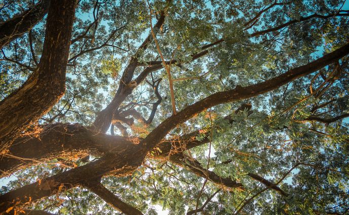 As the Sunlight goes through the Leaves