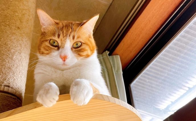 元幼稚園教諭の女性、保護猫たちのため一念発起してフリーランスの道へ　猫と過ごす「今この瞬間」を大事にしたい