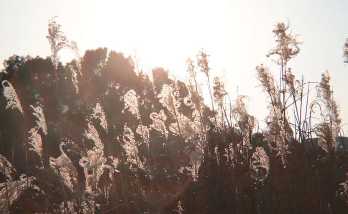 ススキ #art #photo #photography #キリトリセカイ  #ファインダー越しの私の世界  #カメラ  #逆光  #デジタルでフィルムを再現したい