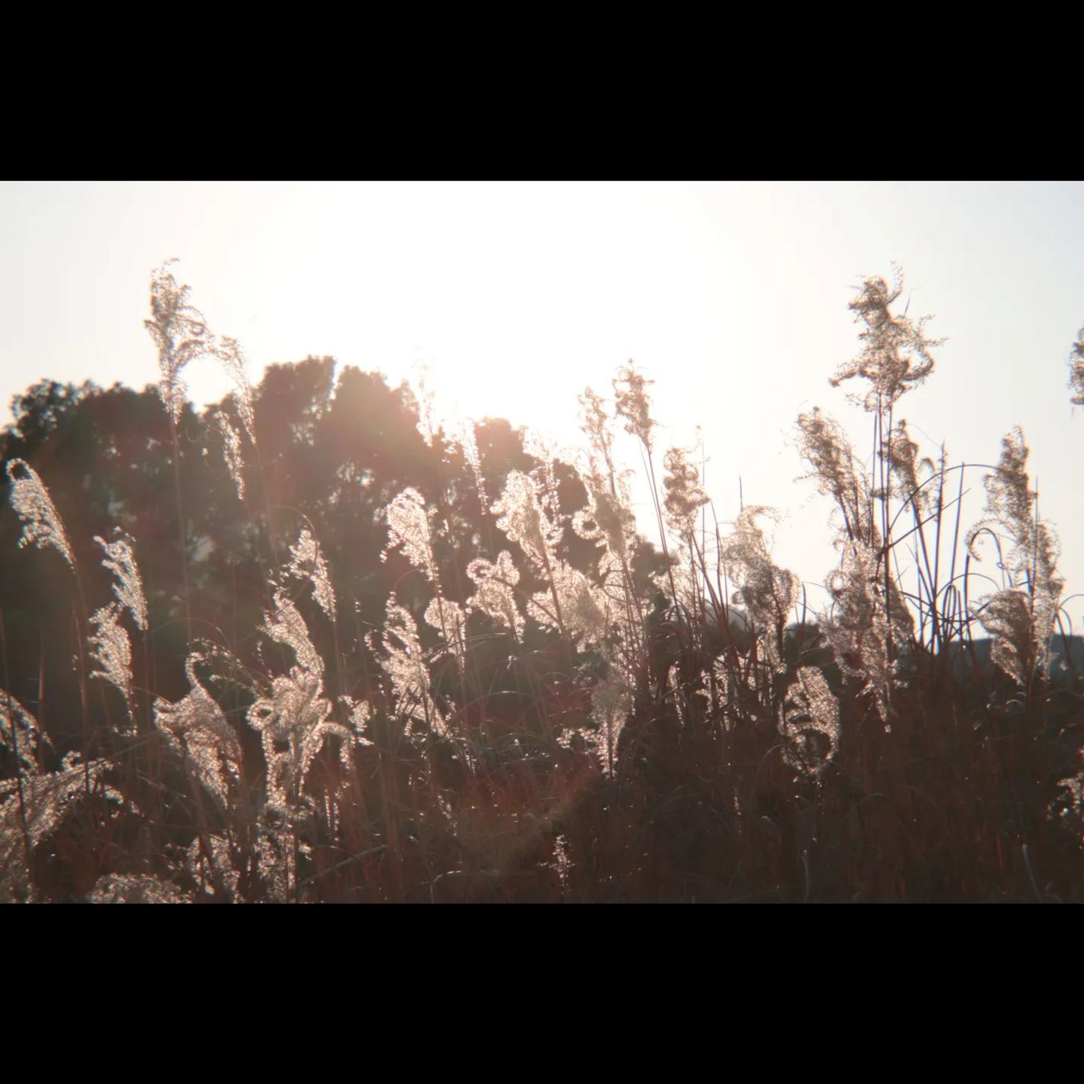 ススキ #art #photo #photography #キリトリセカイ  #ファインダー越しの私の世界  #カメラ  #逆光  #デジタルでフィルムを再現したい-1