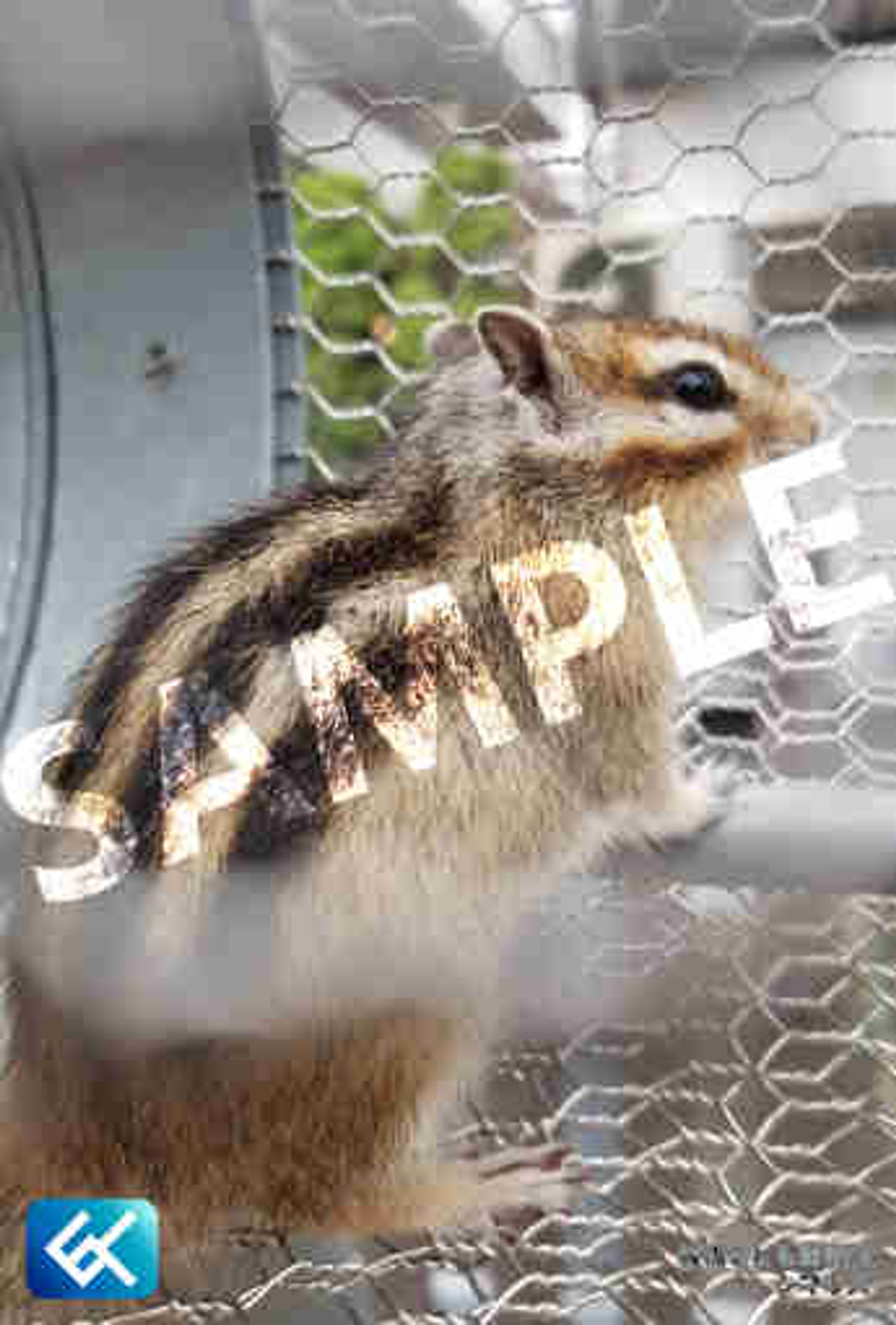 019 シマリス (板橋こども動物園)-1