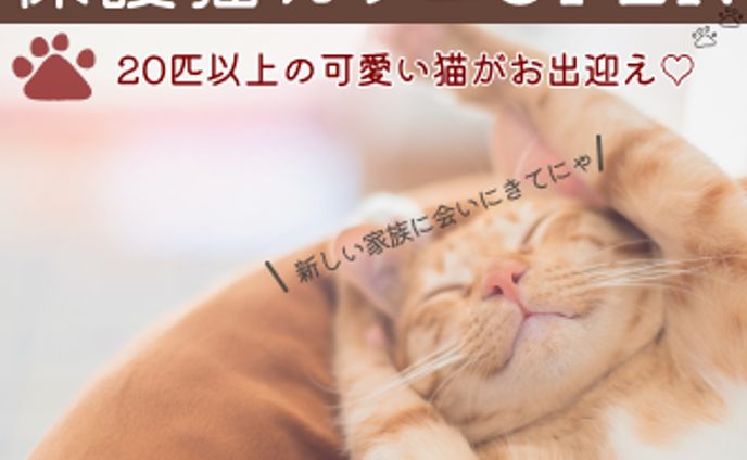 【練習】保護猫カフェバナー