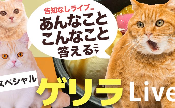 いらすと、実績