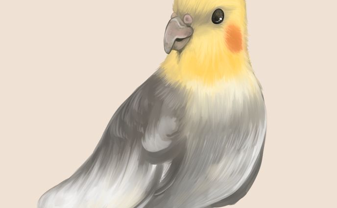オカメインコ
