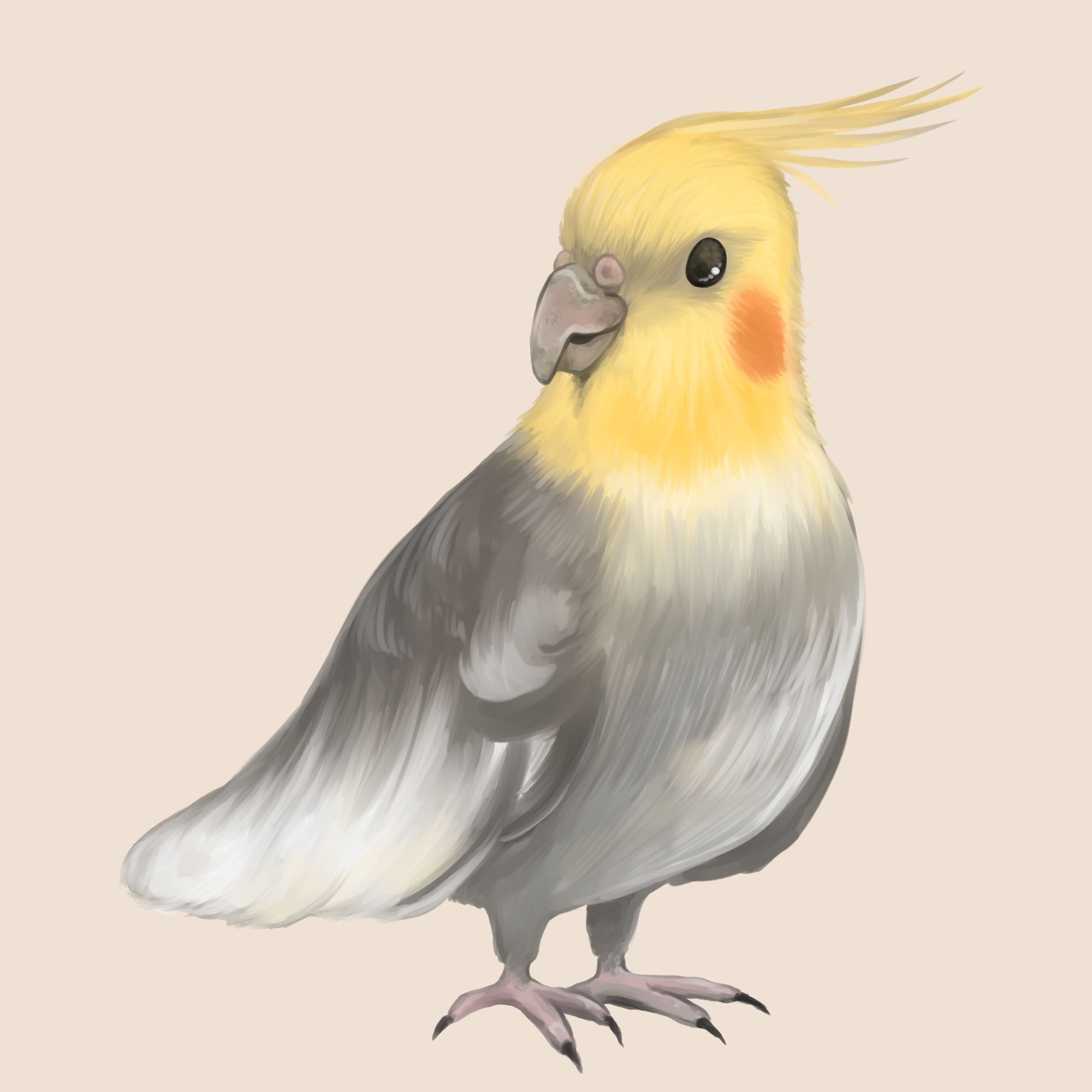 オカメインコ-1