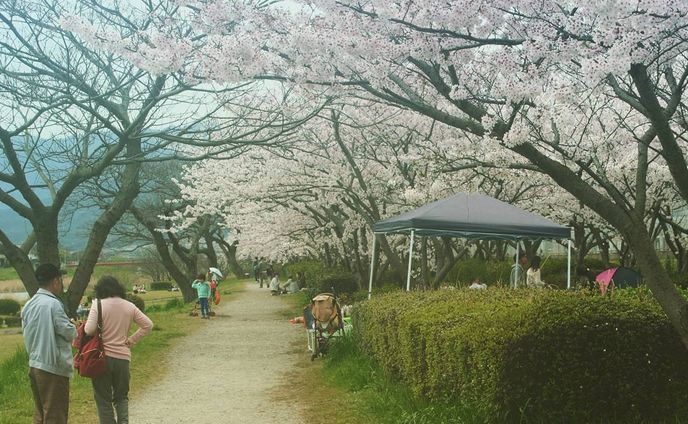 桜小道
#nikond7000#福岡県#福岡市#室見川#桜#お花見#スナップ#2年前