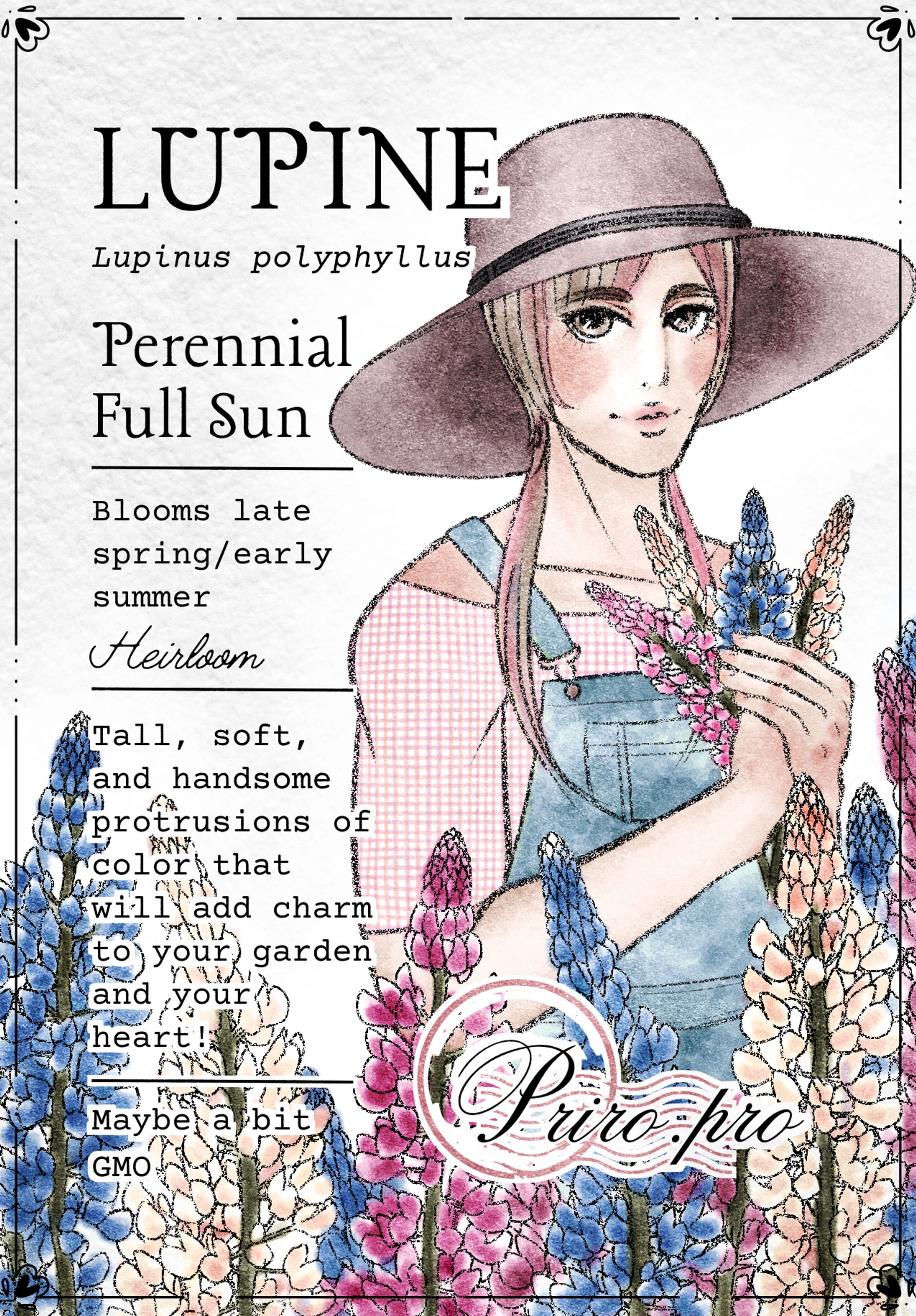 Lupine Seed Packet -1