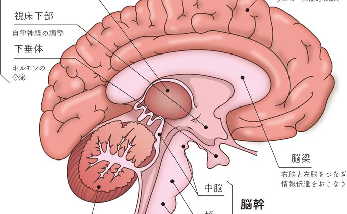 脳