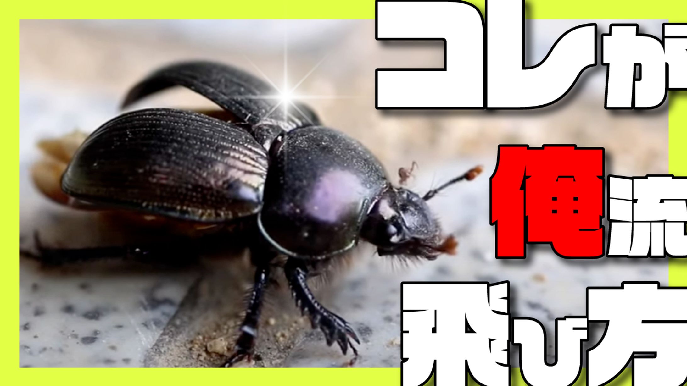 虫系youtubeサムネ-1