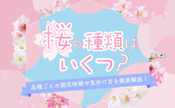 【桜の種類】は全部でいくつ？品種ごとの開花時期や見分け方を徹底解説！