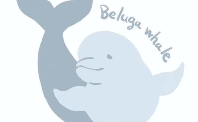 ベルーガさん🐚

#イラスト　#illustration #ベルーガ　#シロイルカ　#いらすとぐらむ  #海　#水族館