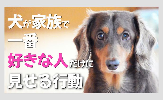 動物系、トレース