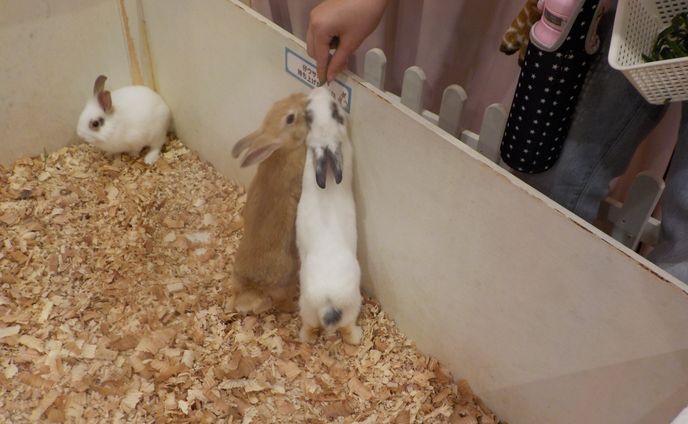 うさぎたちのごはんタイム