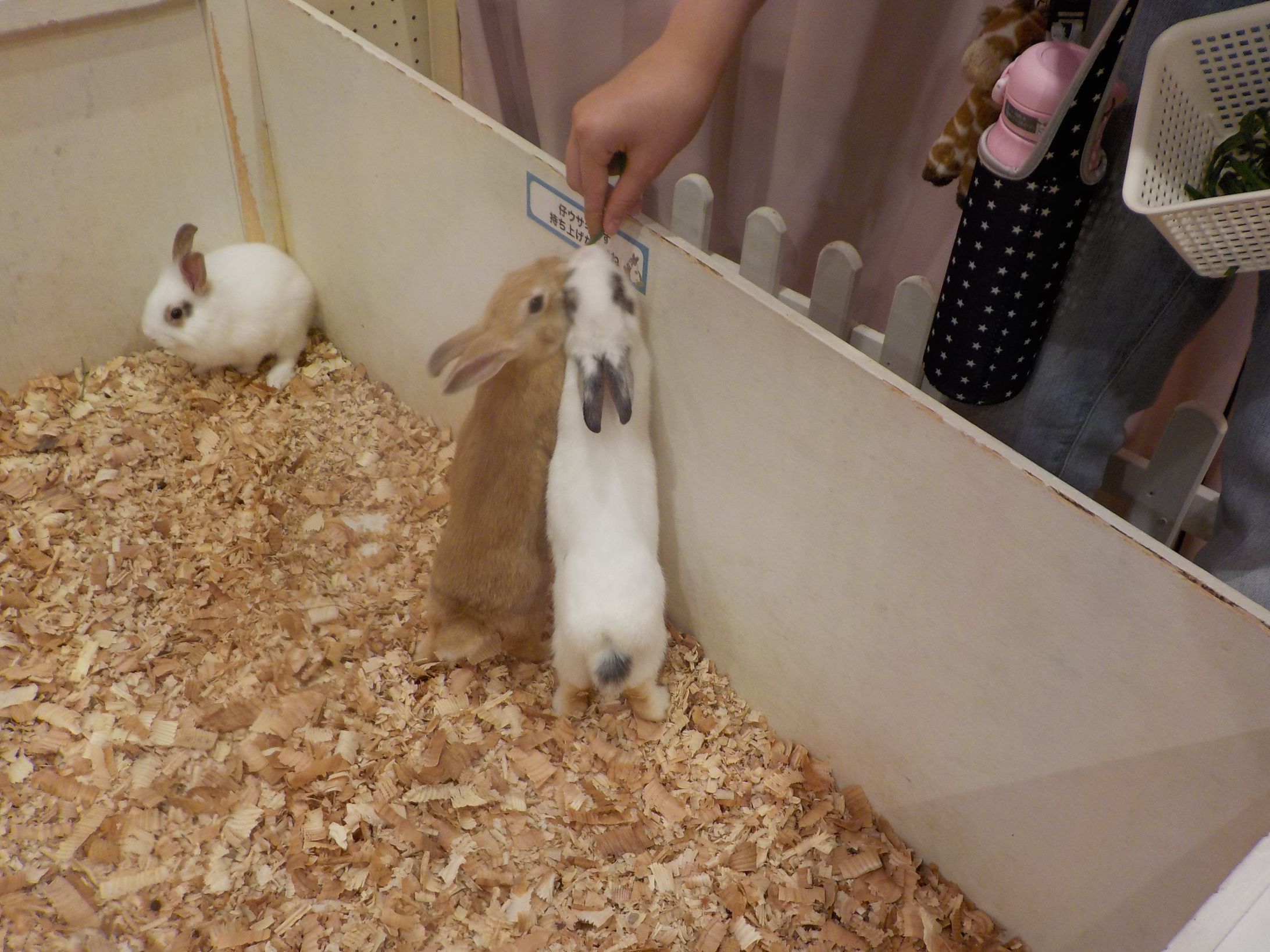 うさぎたちのごはんタイム-1