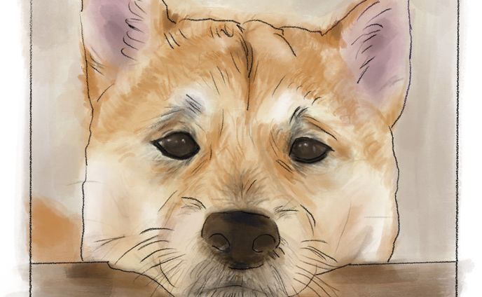 mameshiba-dog