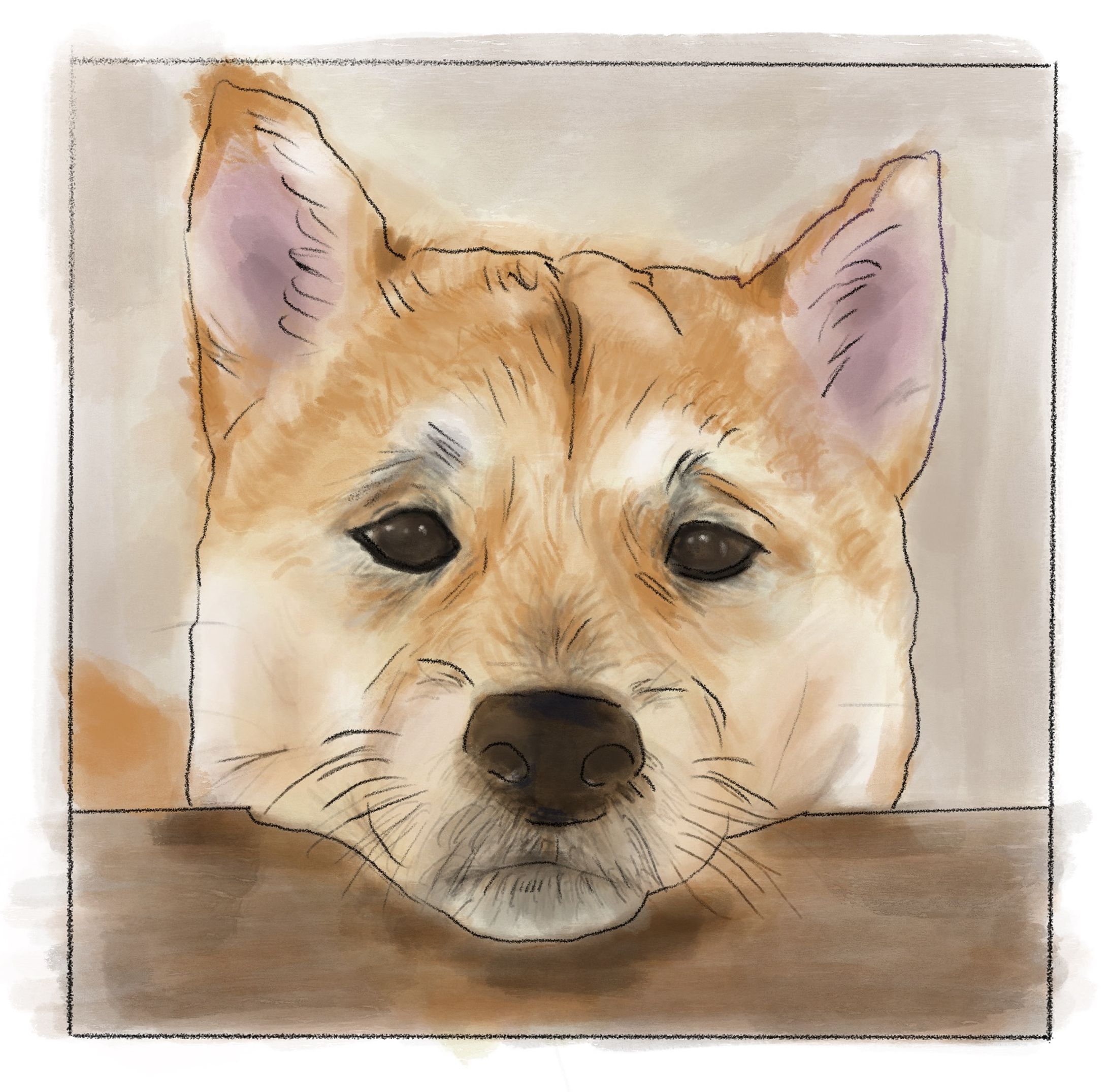 mameshiba-dog-1