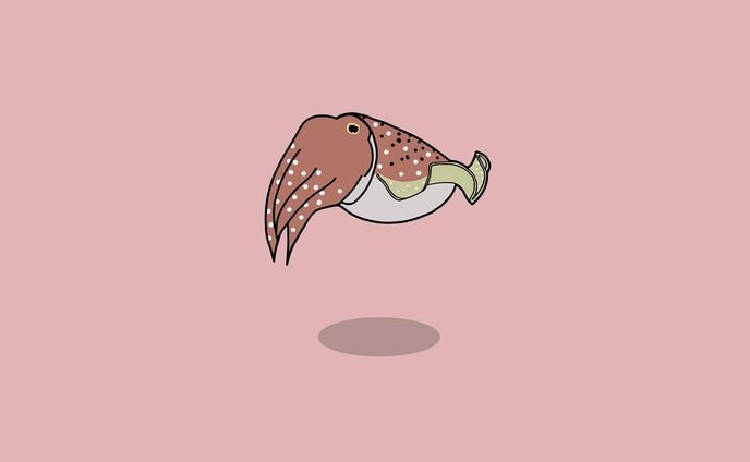 コブシメ