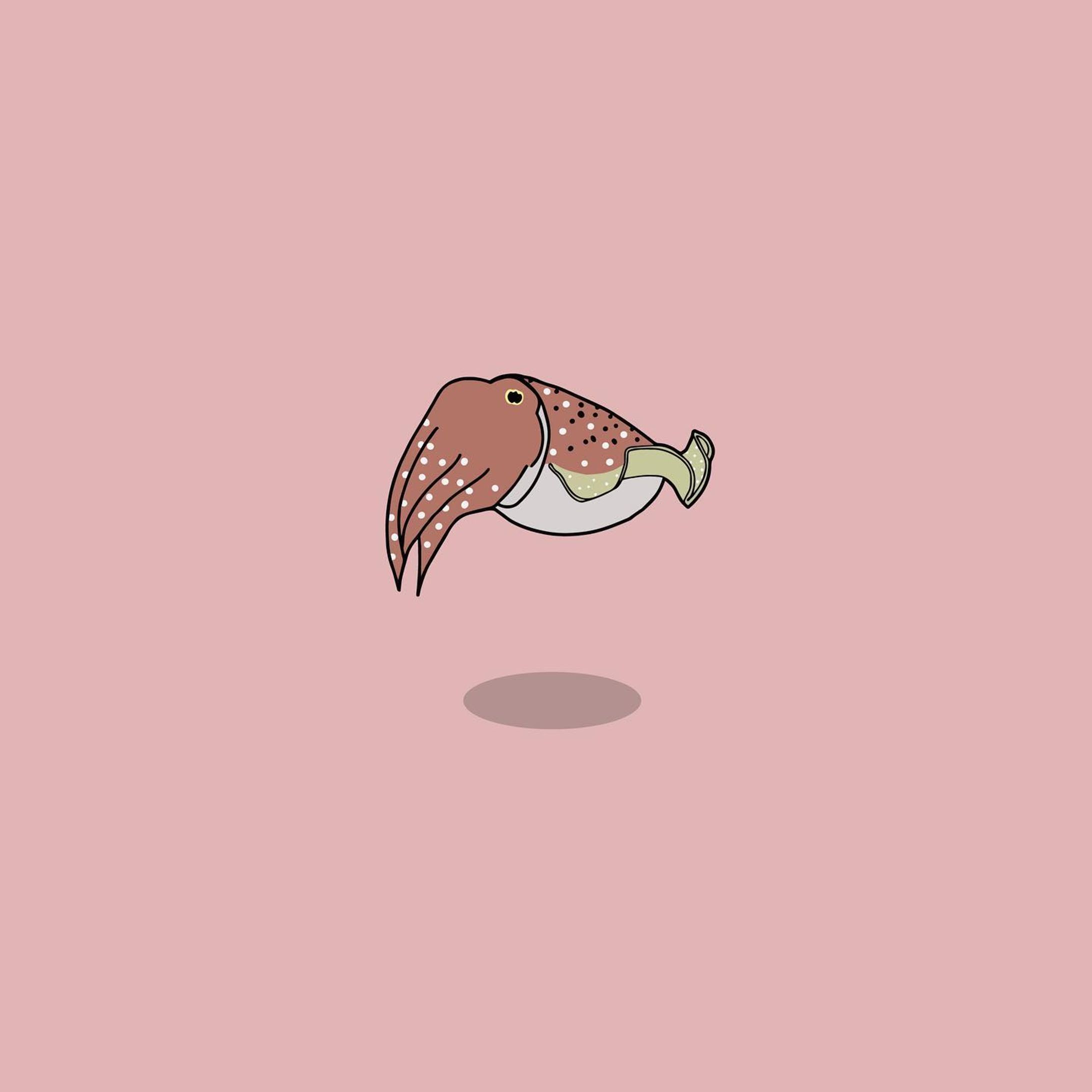 コブシメ-1