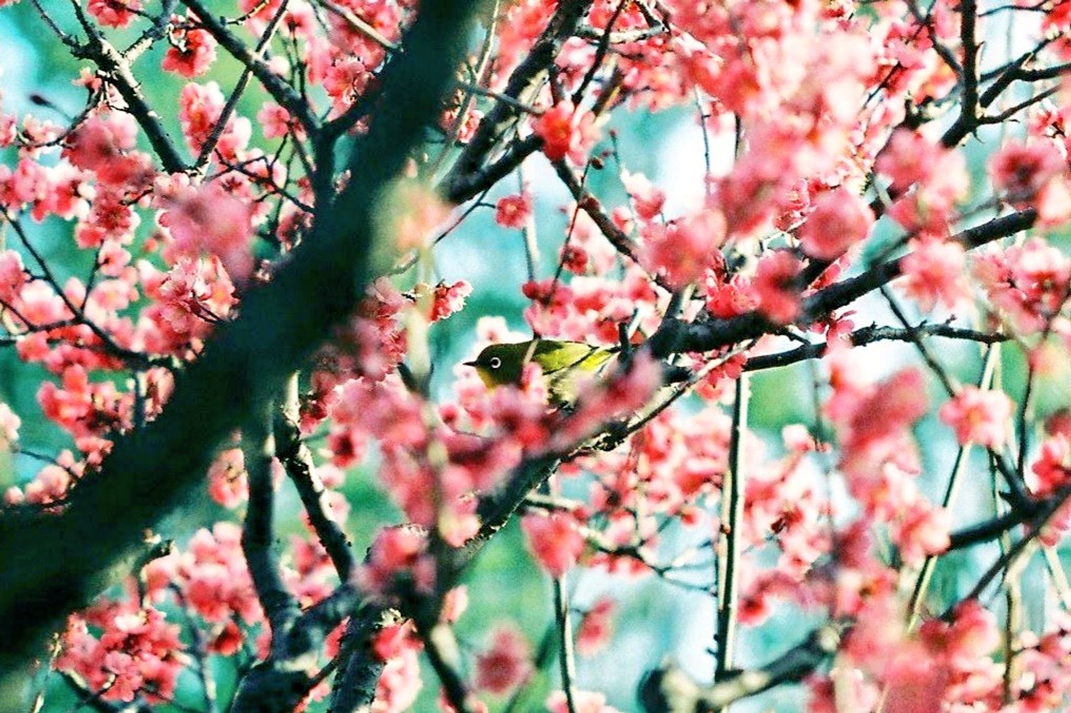Photo(life)-1