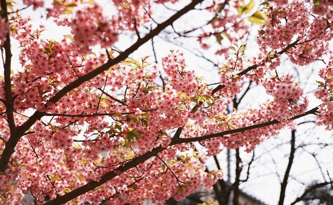 桜