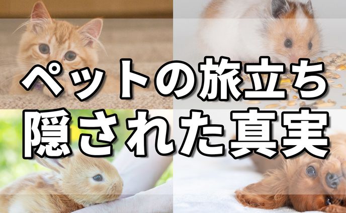 ペット系スピリチュアルチャンネル　サムネ