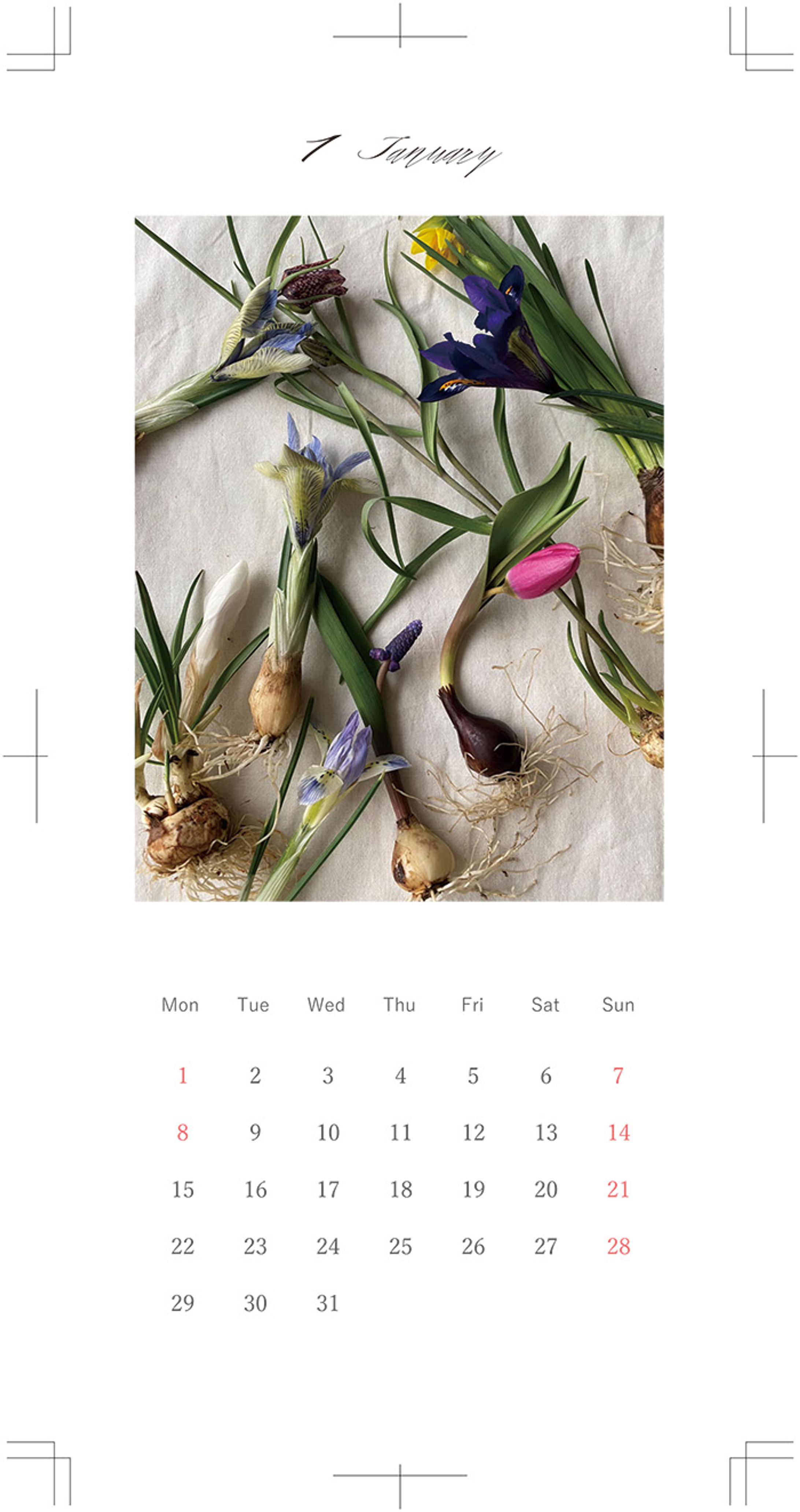 カレンダー　1月　球根-1