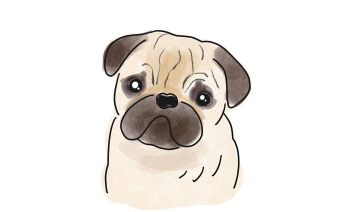 イラスト、動物