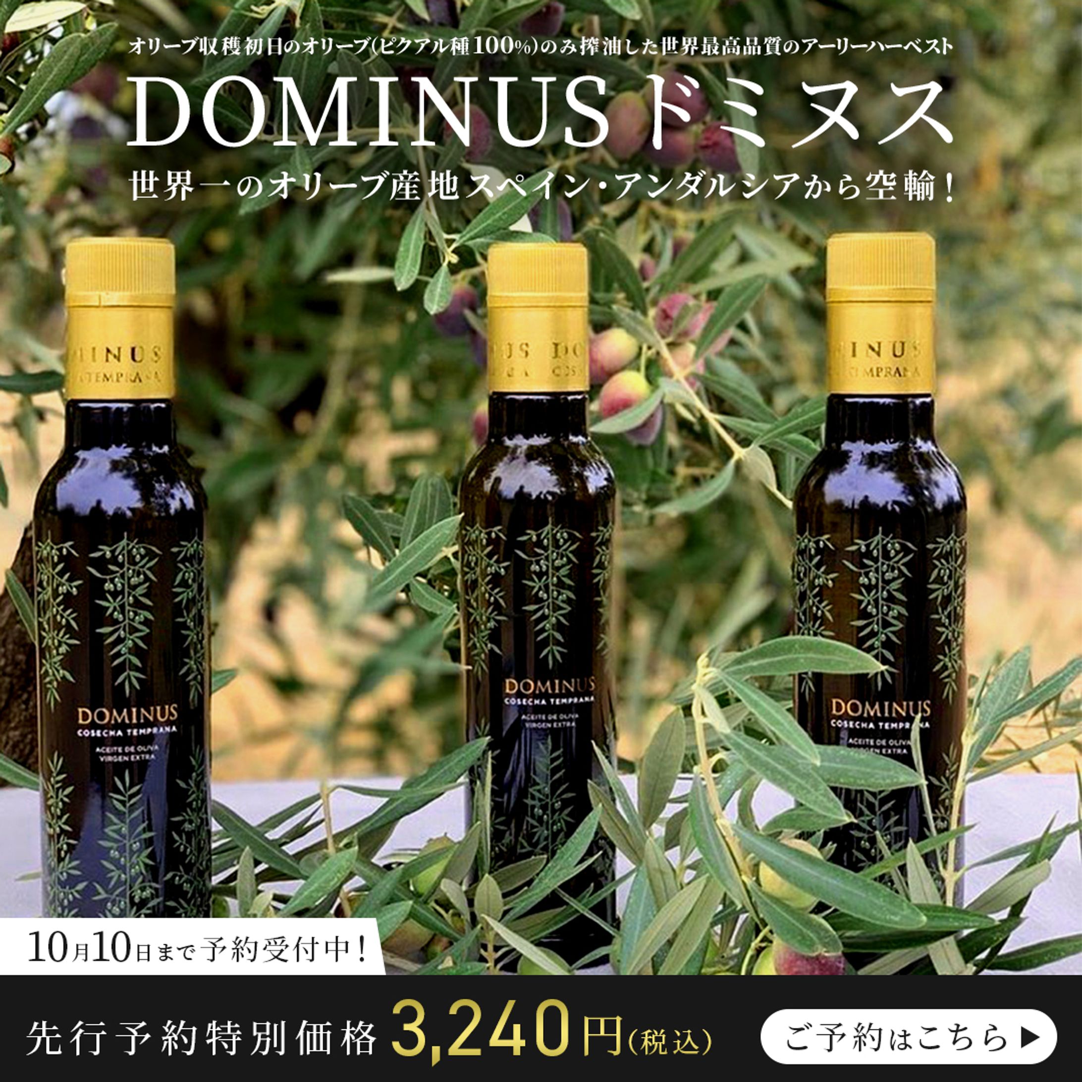 オリーブオイル販促　バナー-1