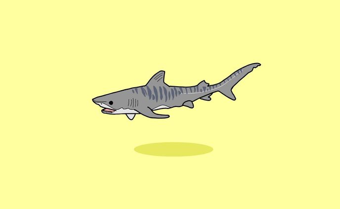 タイガーシャーク